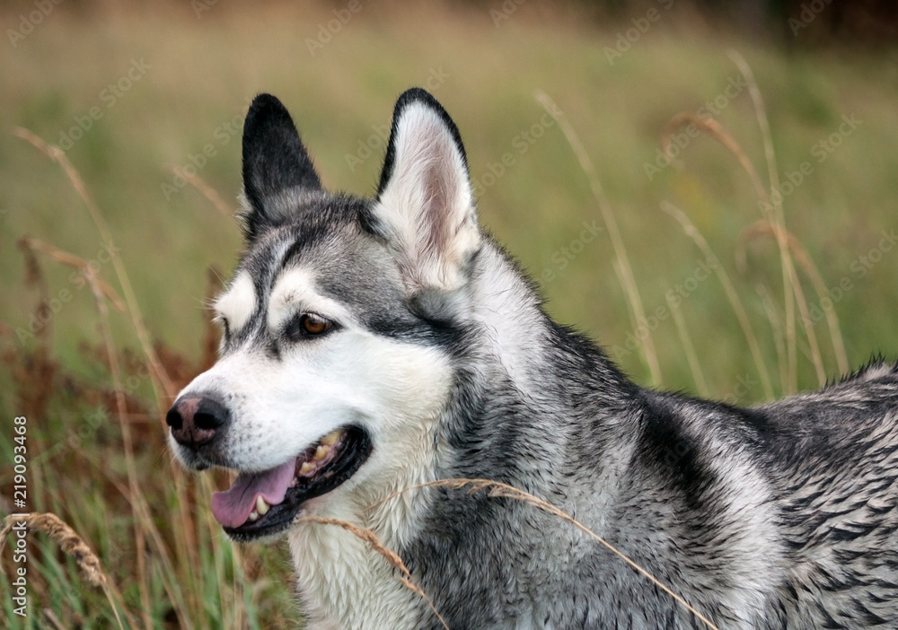 close-up portrait of a dog Alaskan malamute breed, in the foreground and background high grass on the field, daylight, beautiful dog with wet hair