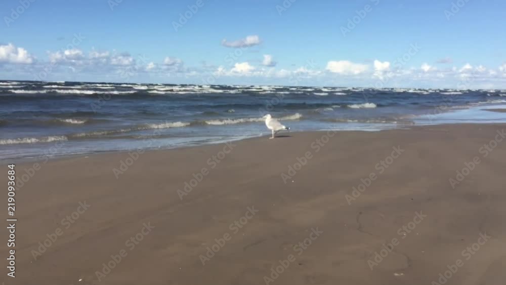 Lonely Seagull on the Beach near the Sea on the Windy Day Lonely Seagull on the Beach near the Sea on the Windy Day