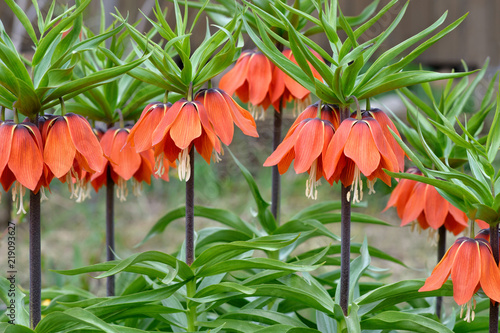 Lily flowers in the early morning before sunrise.