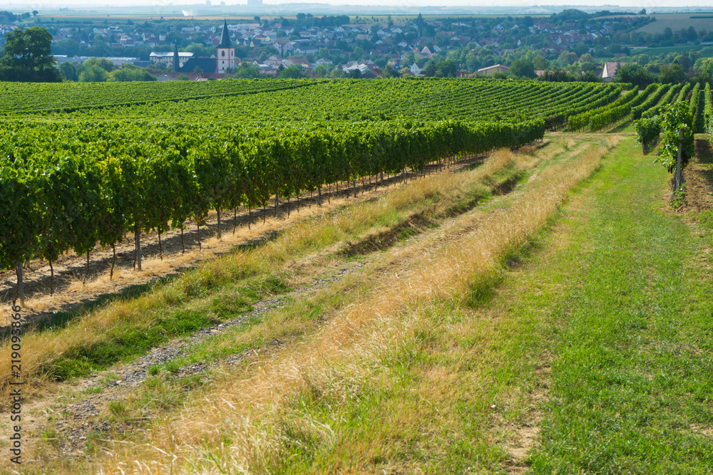 Wandern in der Natur neben Weinreben im Hintergrund ein Dorf in Rheinhessen Wandern in der Natur neben Weinreben im Hintergrund ein Dorf in Rheinhessen
