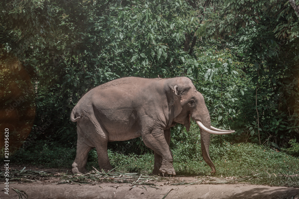 Obraz premium Elephant at the reservoir