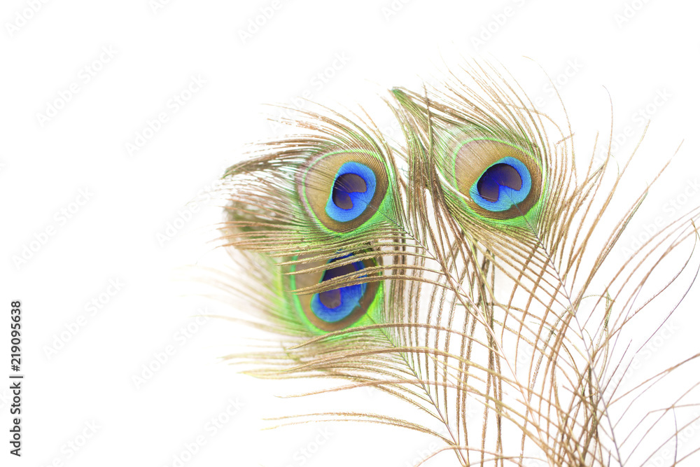 Obraz premium Peacock feathers on white background.