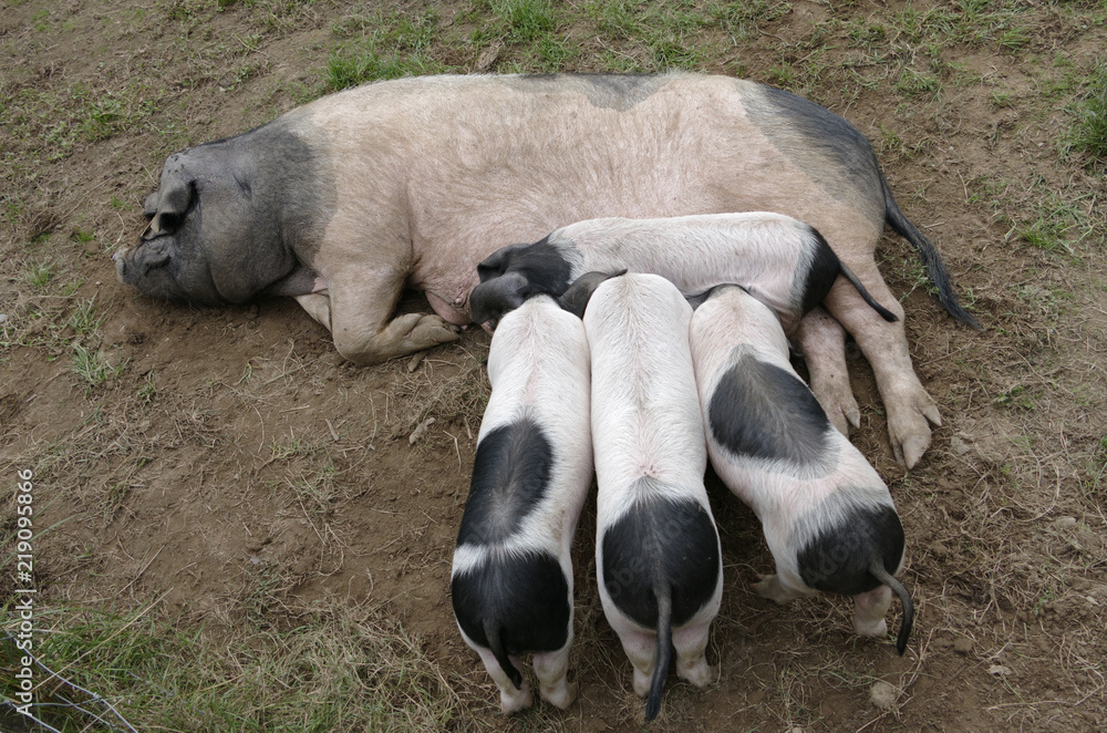 Cochon cul noir
