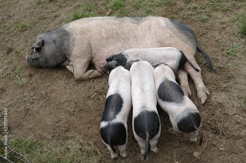 Cochon cul noir