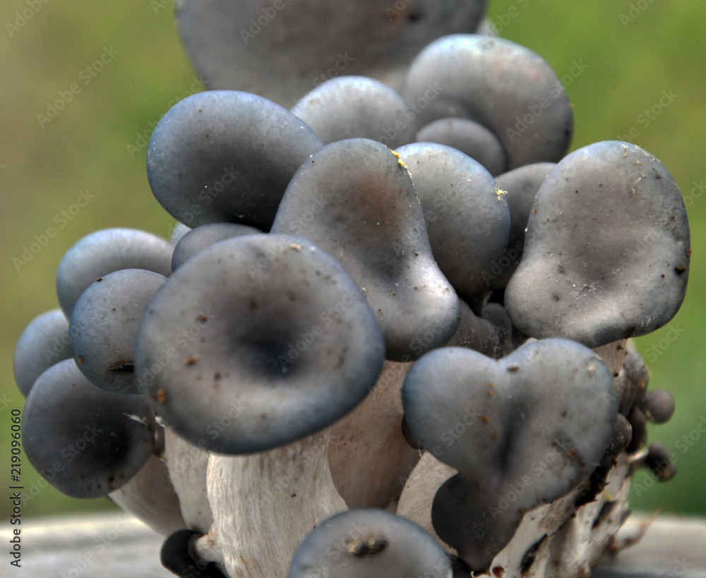 Mushrooms ostreatus pleurotus on a light background - obrazy, fototapety, plakaty 