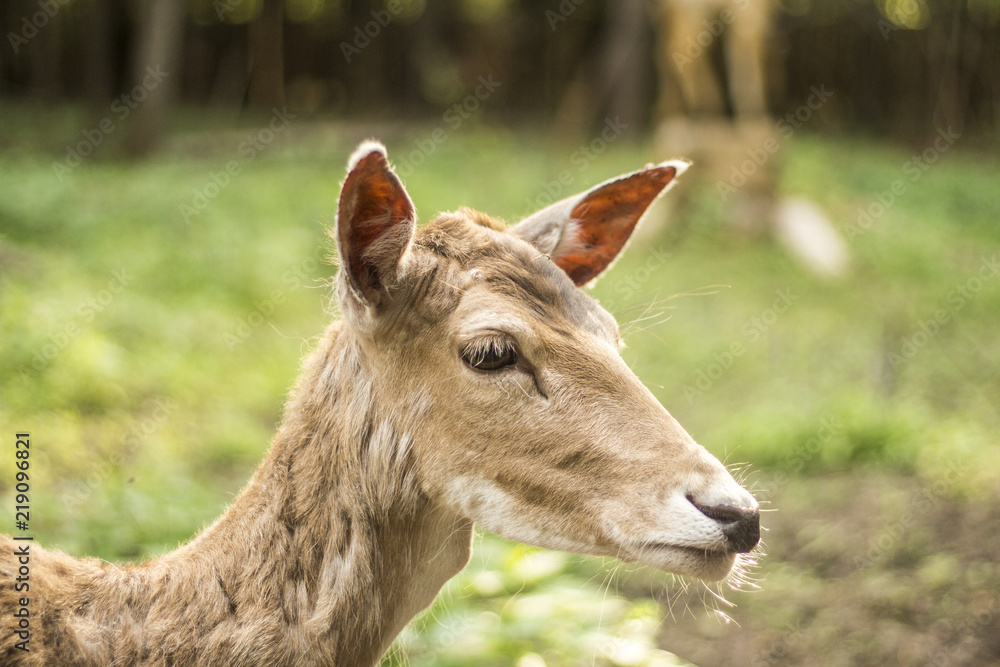 Fototapeta premium deer nature wildlife