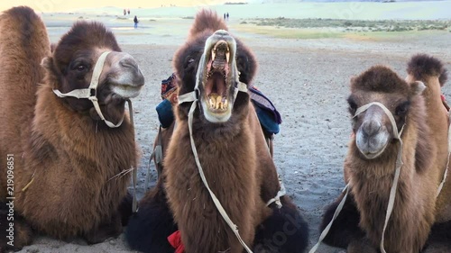 Yawning camel in a desert at Nubra Valley, Ladakh, North India