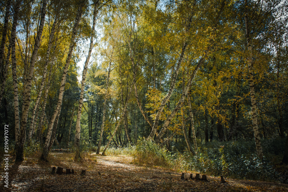 Obraz premium Аutumn forest