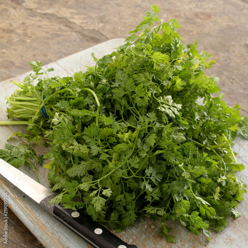 Photography preparing fresh chervil herb in a bunch