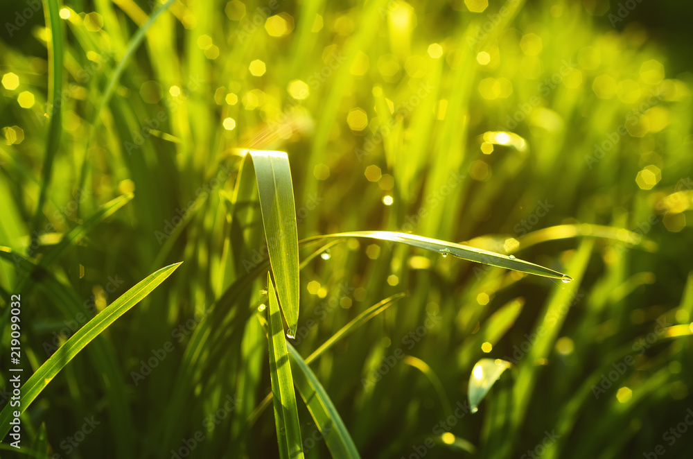Fototapeta premium Natural abstract soft green sunny background with grass and light spots