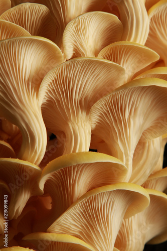 fresh uncooked mushrooms