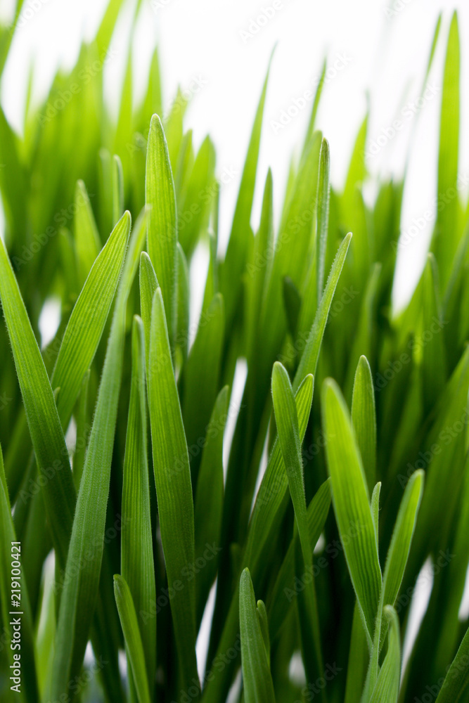 living growing healthy wheatgrass living growing healthy wheatgrass