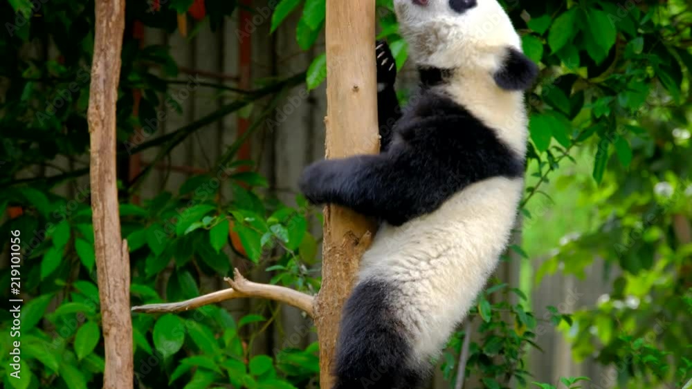 Giant panda bear cub on a tree Giant panda bear cub on a tree