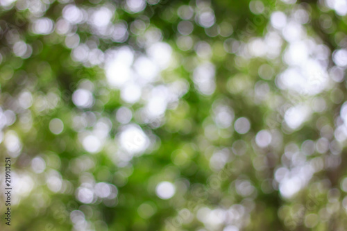 Blurred of green bokeh on tree background