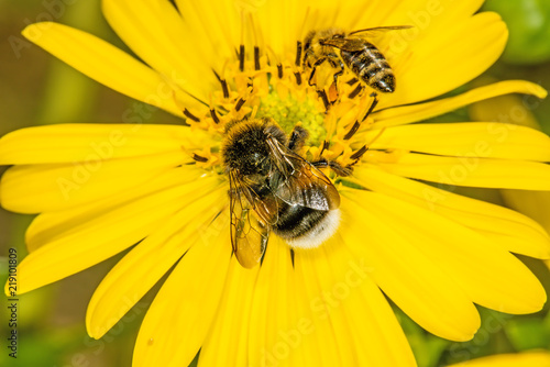 buff-tailed bumblebee and bee on compass flower