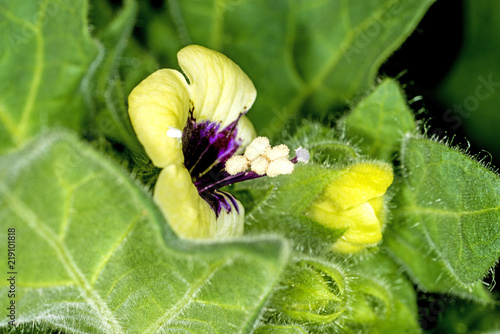 Tableau sur toile white henbane, medicinal plant and drug
