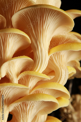 oyster mushrooms photo