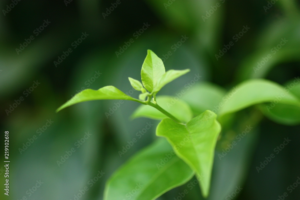 macro of green plant leaf feel fresh and clam macro of green plant leaf feel fresh and clam