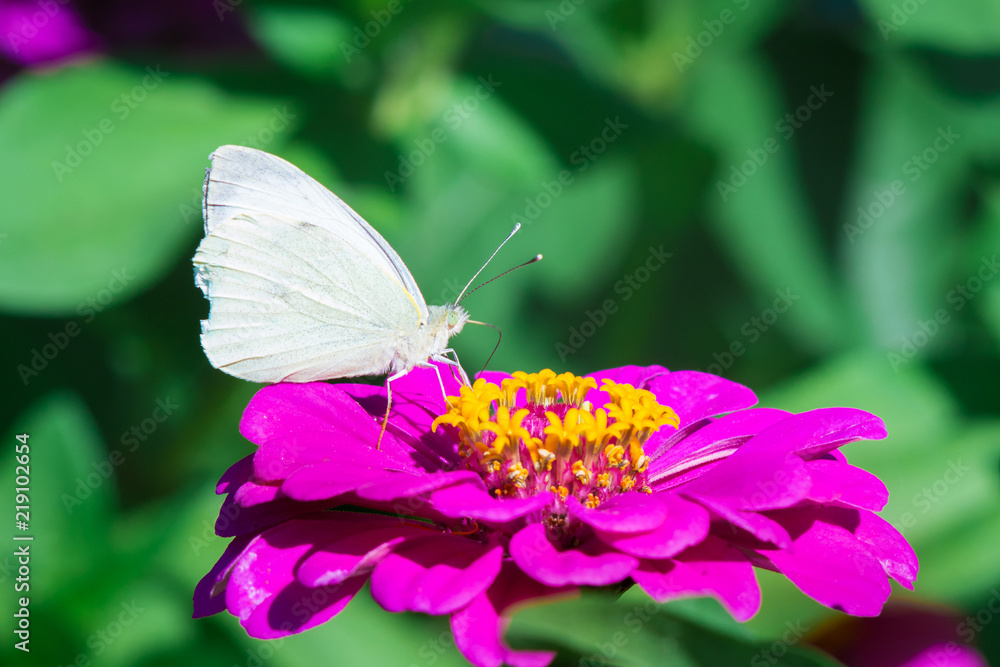 Naklejka premium A white butterfly sits on a purple flower of zinnia on a sunny summer day_