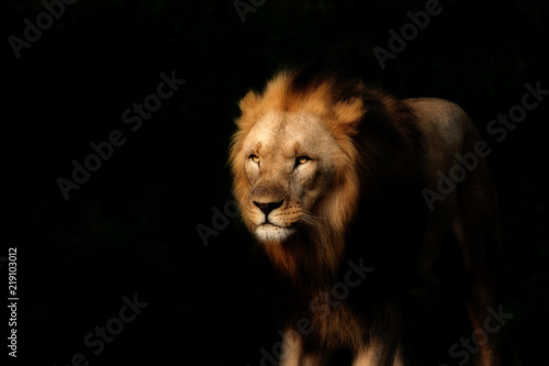 Strong lion on the black background