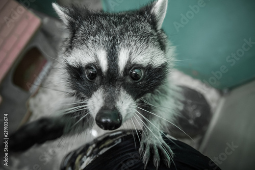 funny raccoon portrait close up with a serious face