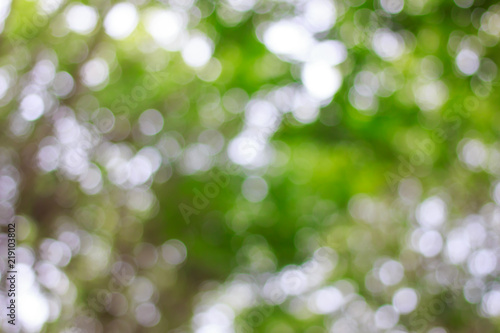 Blurred of green bokeh on tree background