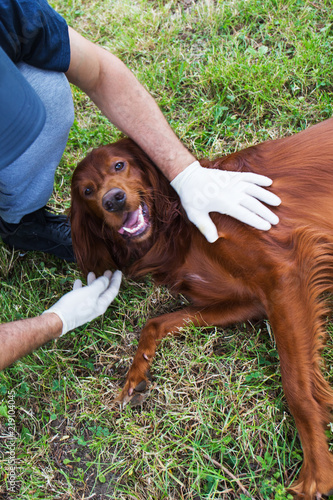 Animal rescua group.rescue dog.The work of a veterinarian.Animal rescue. photo