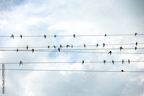 Swallows sitting on wires against a cloudy sky background