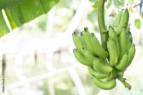 Bunch of green raw banana against the river view