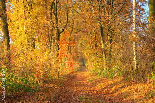 Golden autumn day. Beautiful view of a forest path with autumn trees, Lüneburg Heath. Northern Germany