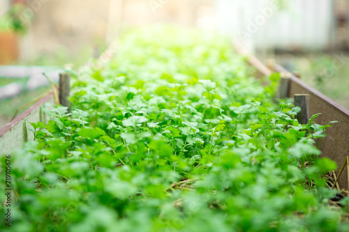 Selective focus of coriander in vegetable plot with sunlight