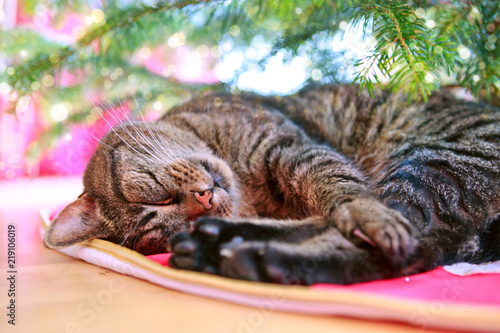 Gray cat sleeps under the Christmas tree.