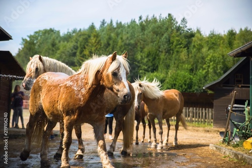 Spraying horses in farm.