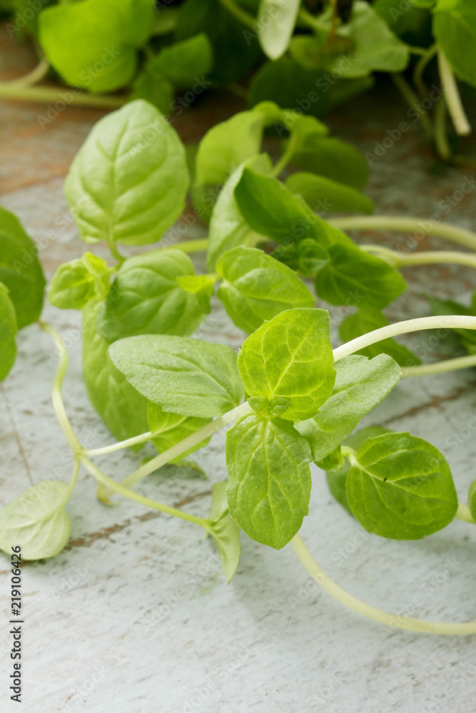 Obraz premium fresh micro herbs