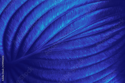 Plant leaf texture. Abstract blue nature background