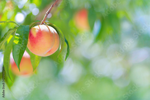 Ripe peach with peach orchard in the background.