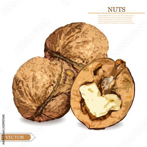 Walnuts Vector realistic isolated on white. Autumn detailed harvests