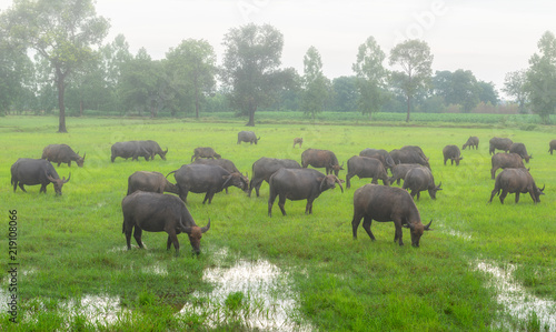 Fog in the morning with the buffalo herds in the country s rural Thailand.