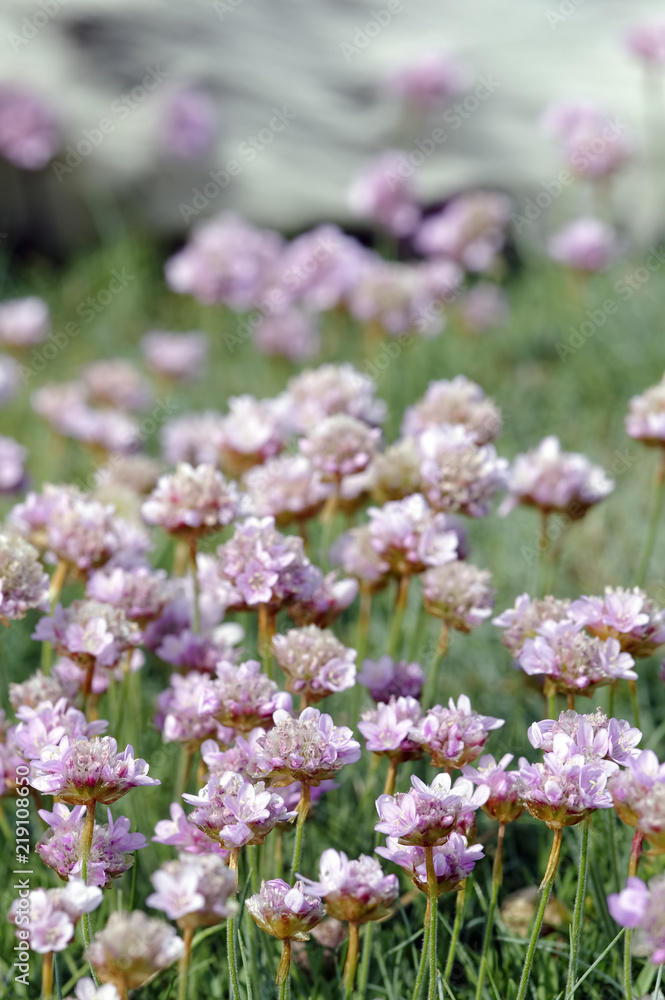 Armeria Maritima