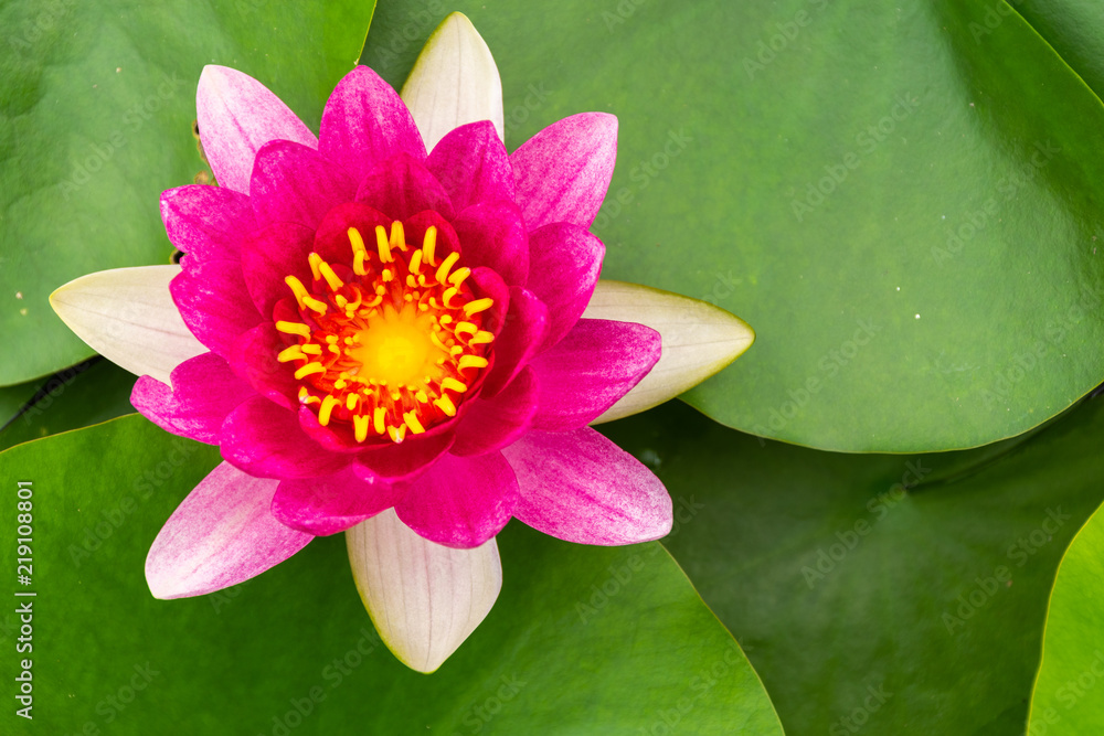 Beautiful pink lotus with yellow pollen
