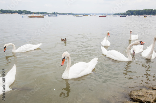Fototapeta Naklejka Na Ścianę i Meble -  Flock of Swans on River