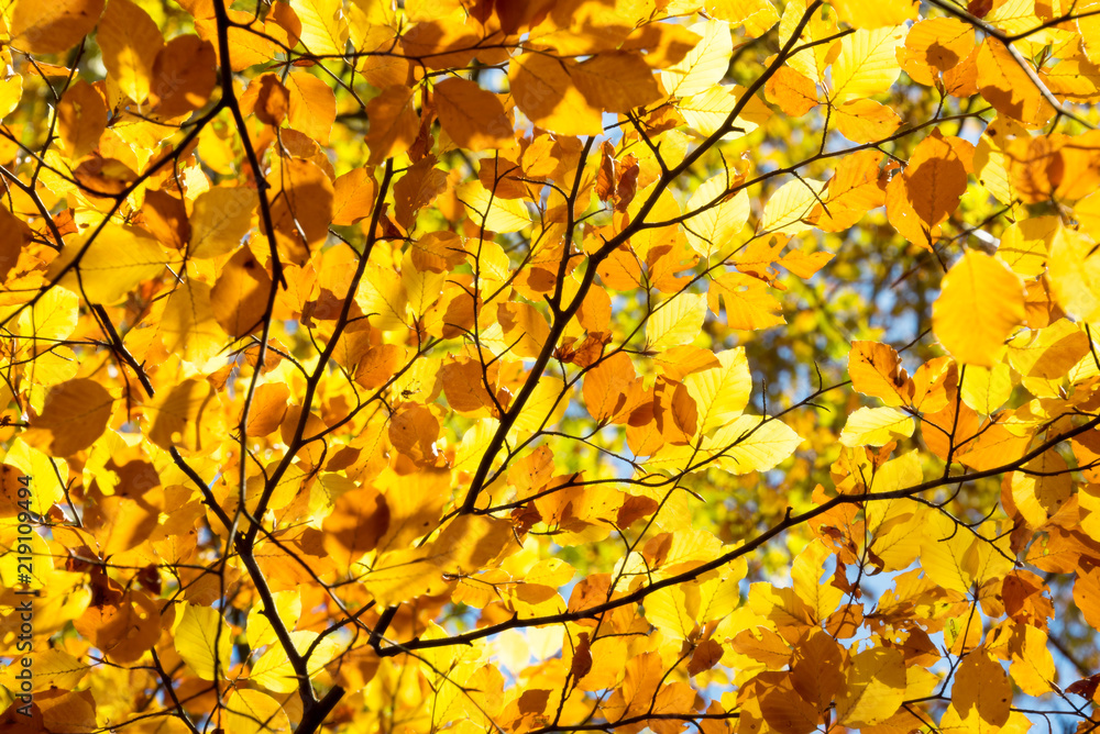 Background of yellow autumnal branches Background of yellow autumnal branches