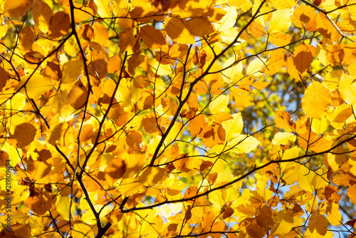 Background of yellow autumnal branches