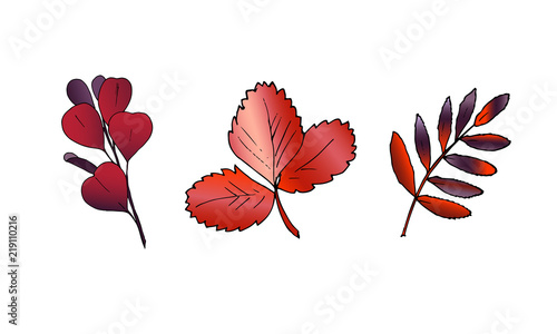 Hand drawn vector autumn leaves set. Design for poster  kitchen textiles  clothing and website. hand sketched illustration of red leaves of Cotinus  Fragaria  Sorbus