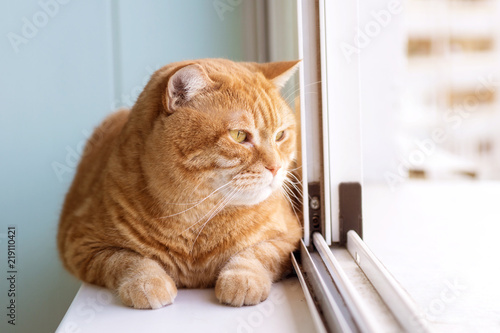 thick red cat lying on the window