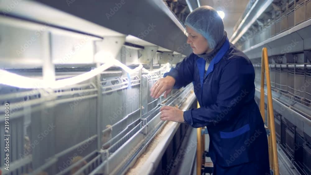 Baby chicken is getting put out of the cage and inspected by a henhouse worker Baby chicken is getting put out of the cage and inspected by a henhouse worker