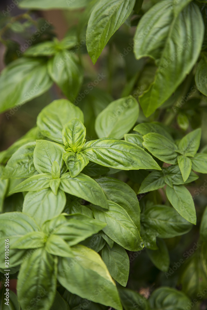 potted basil potted basil