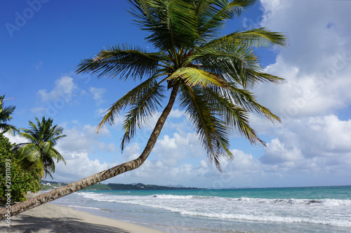 Fototapeta Naklejka Na Ścianę i Meble -  Paradise beach at Martinique in the caribbean ocean