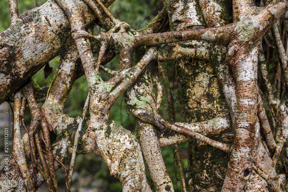 Fototapeta premium Living roots bridge close up view, Meghalaya, India. This bridge is formed by training tree roots over years to knit together.