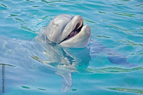 happy dolphin emerged from the water. swimming with marine animals.